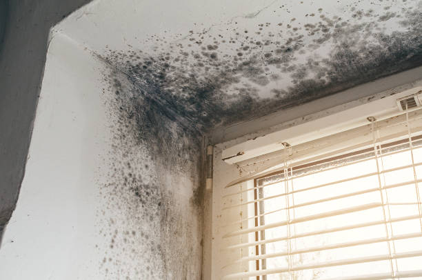 Affordable Mold Cleanup solutions in Saint Leonard, MD